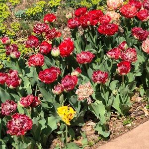 Meet your Posher, Jael